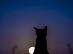 cat crying at night spiritual meaning