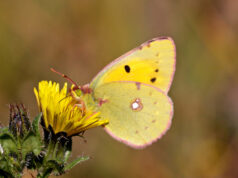 yellow butterfly spiritual meaning