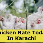Chicken Rate Today Karachi