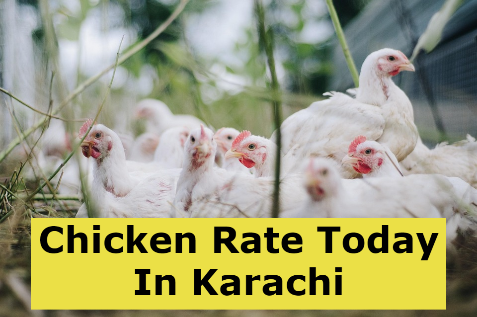 Chicken Rate Today Karachi